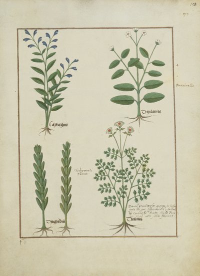 Illustration from the Book of Simple Medicines by Mattheaus Platearius by Robinet Testard